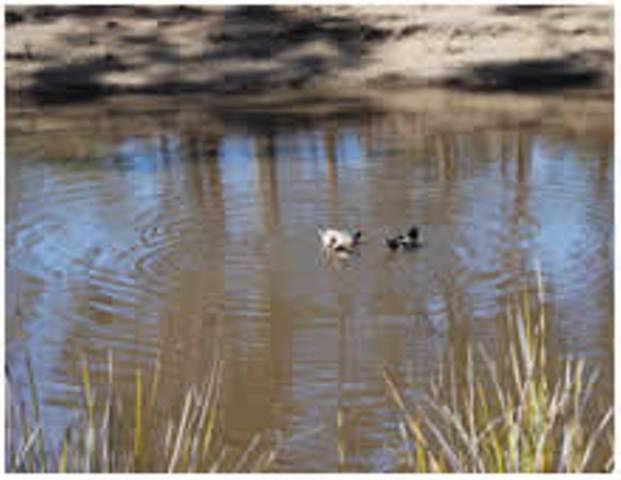 Gumleaves Bush Holidays Little Swanport Exterior foto